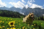 11 Dori in corsa sui prati del nuovo territorio